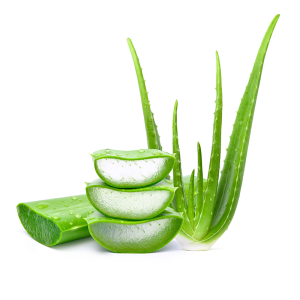 Aloevera (Each)