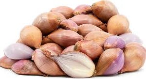 Shallot Onion